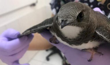 Ebabil Kuşlarına Belediye Sahip Çıktı