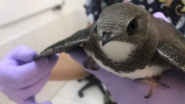 Ebabil Kuşlarına Belediye Sahip Çıktı